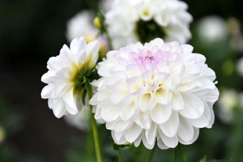 Белые цветы (250+ фото): каталог с названиями, описания растений