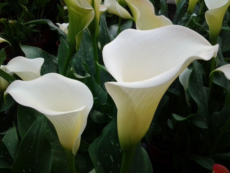 Белые цветы (250+ фото): каталог с названиями, описания растений