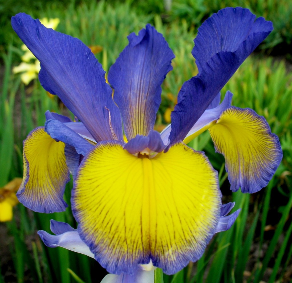 Фото ирисов цветов желтых и синих