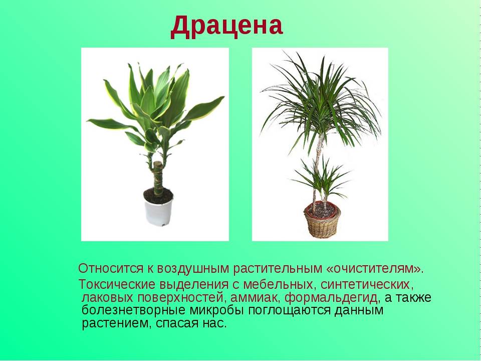 Комнатные растения страна. Драцена комнатное растение. Dracaena - Драцена, Агавовые. Драцена спатифиллум. Фикус Драцена.