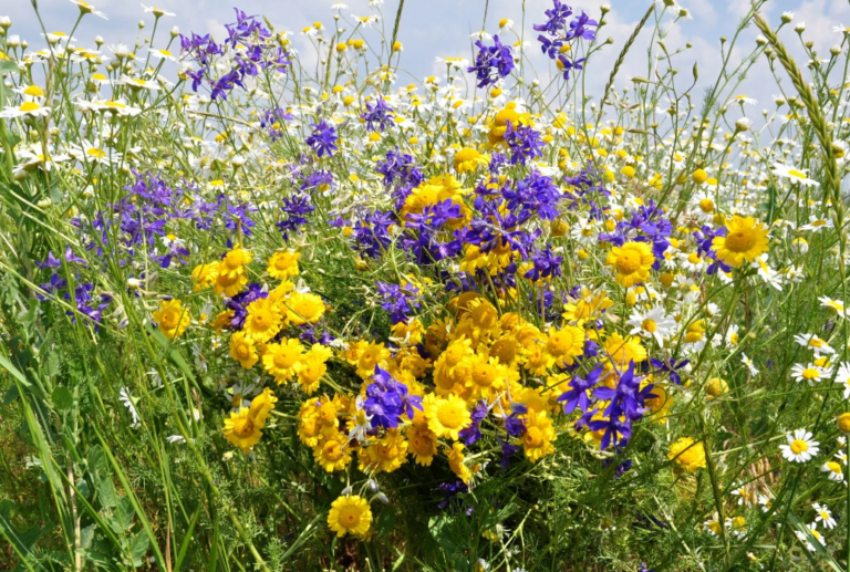 Полевые цветы ставрополья фото и название